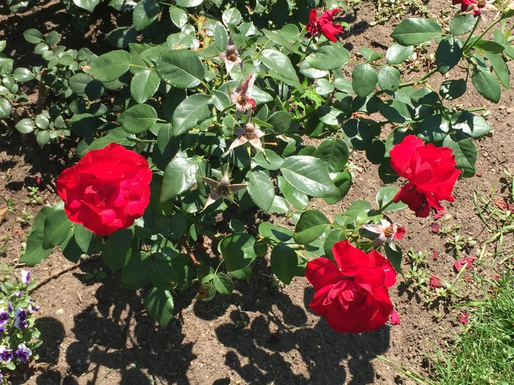 IMG_0812.JPG