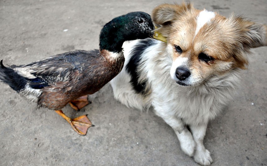 POTD-DOG-AND-DUCK_2786639k.jpg