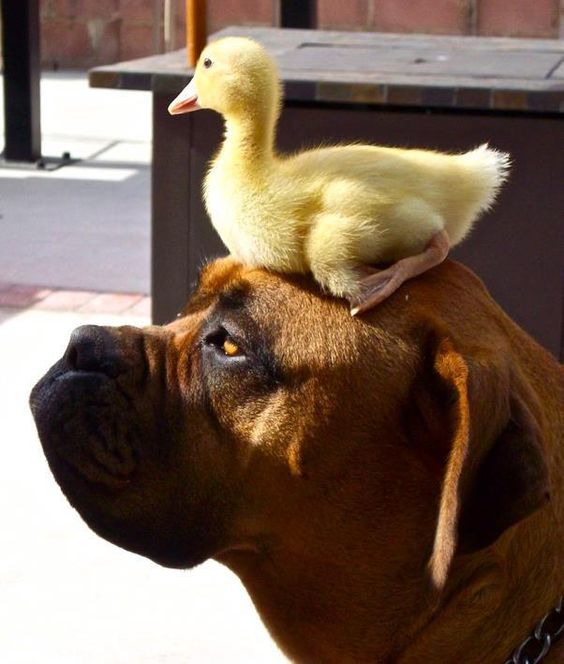6-dogs-and-ducks.jpg