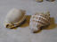 shell2.JPG