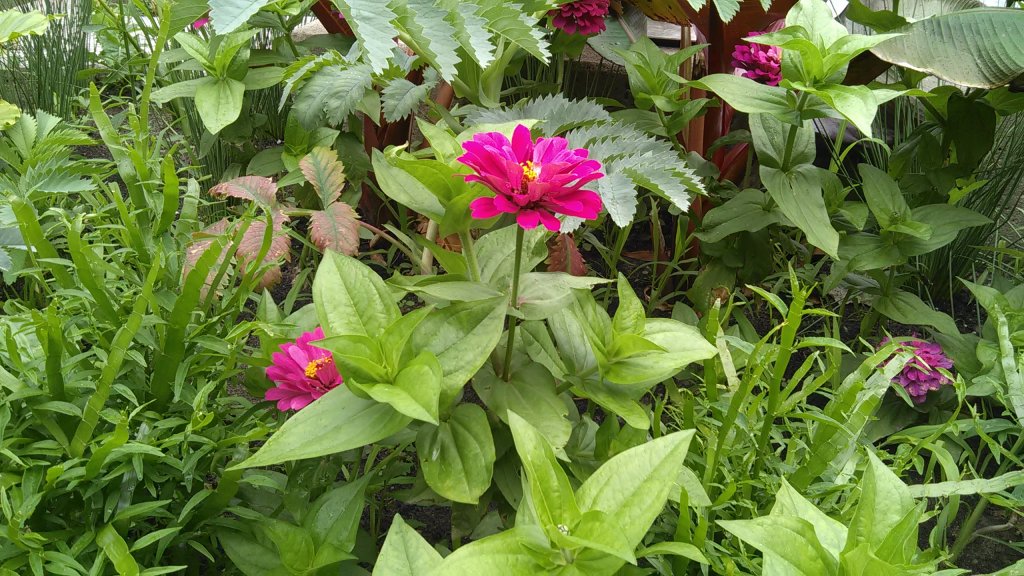 flower1.jpg