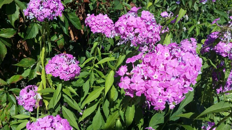 20170809_101614.jpg