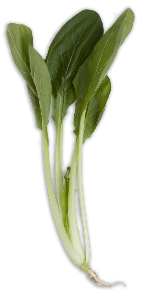 bok-choy-long.png