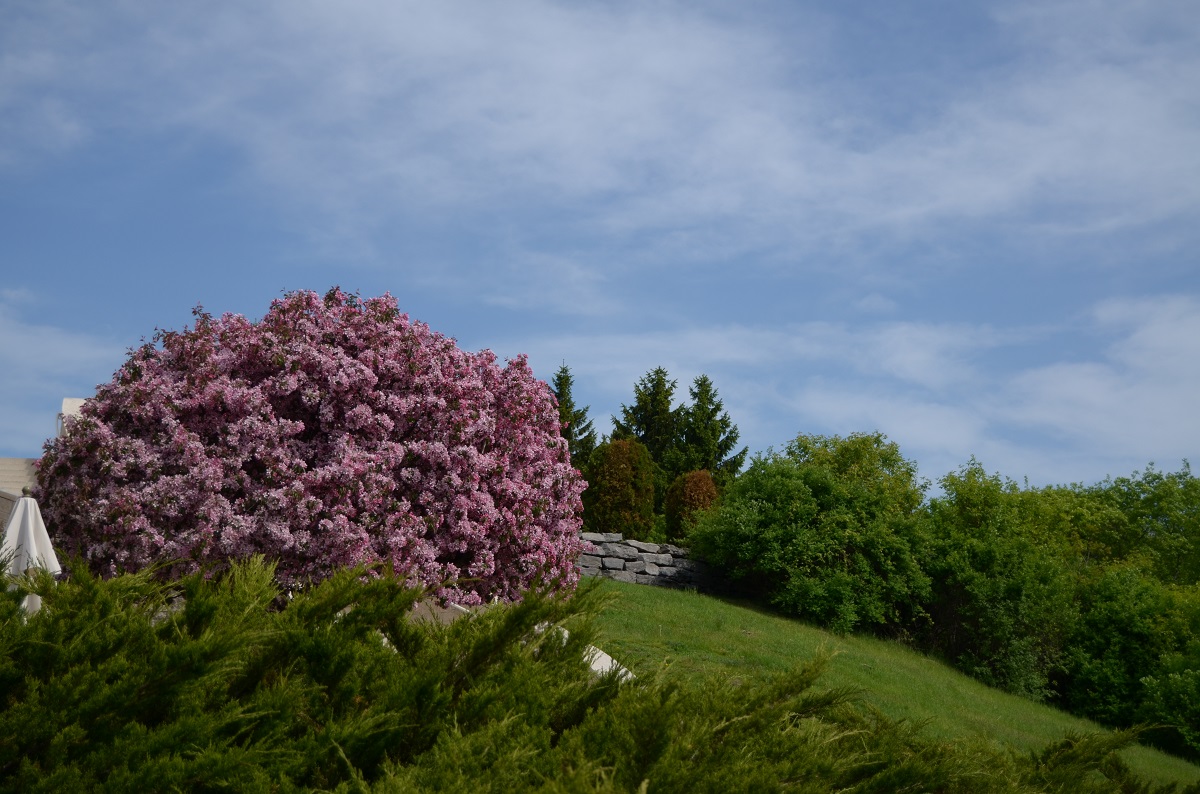 DSC_2433.JPG