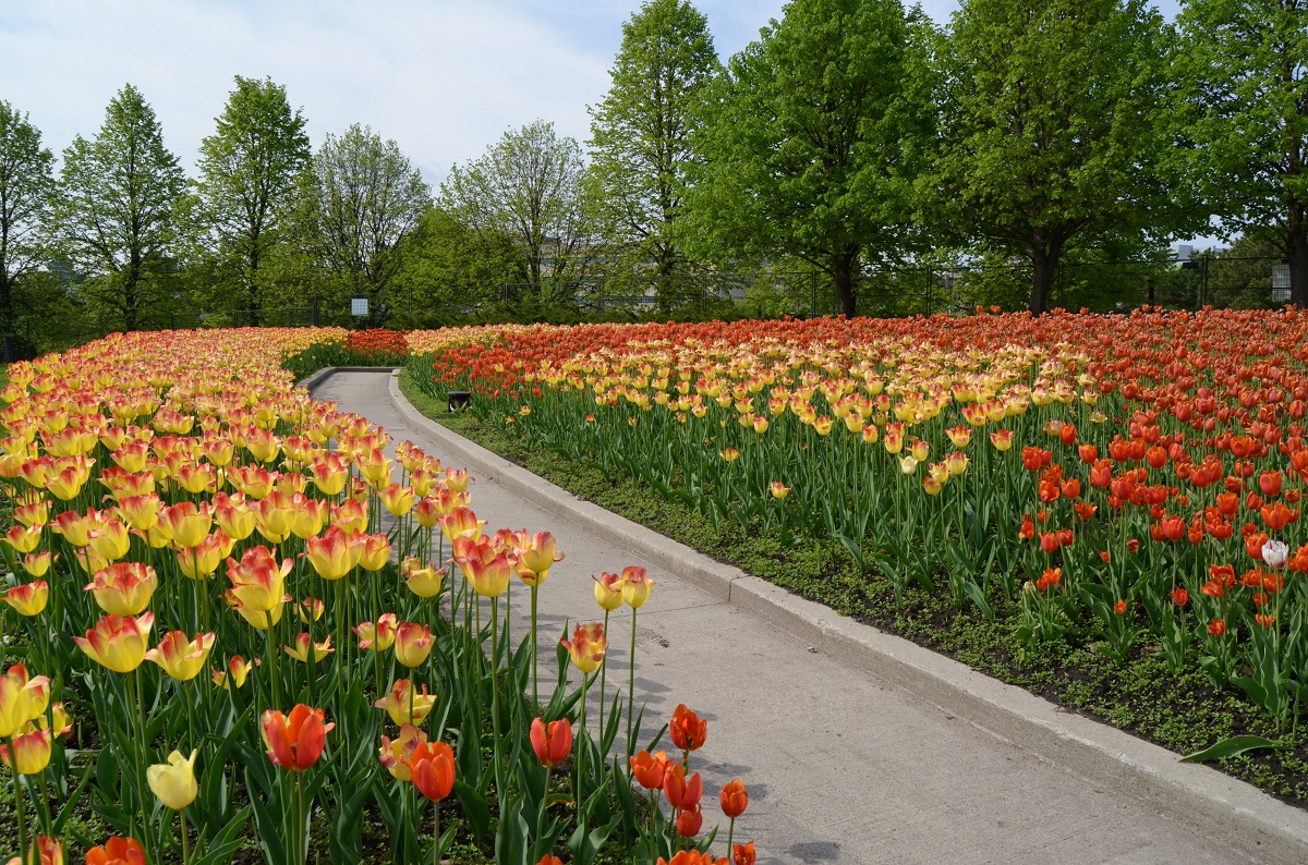 DSC_2393.JPG