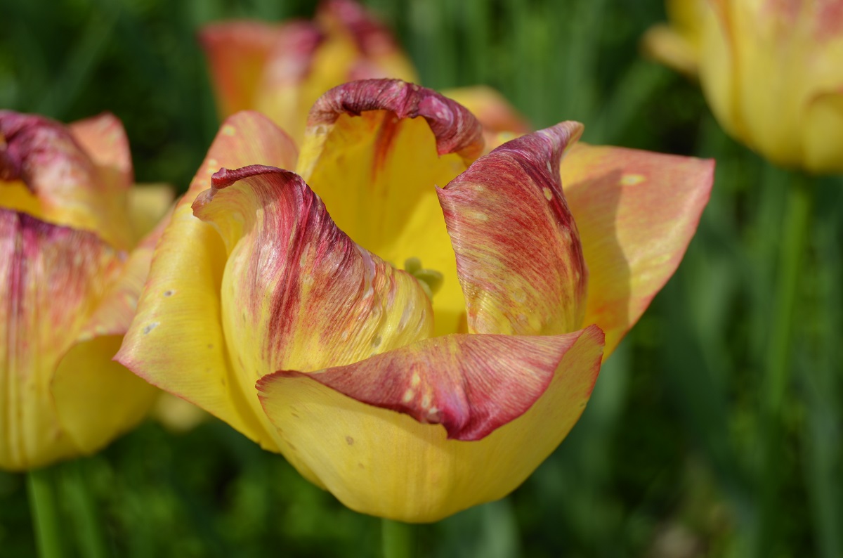 DSC_2415.JPG