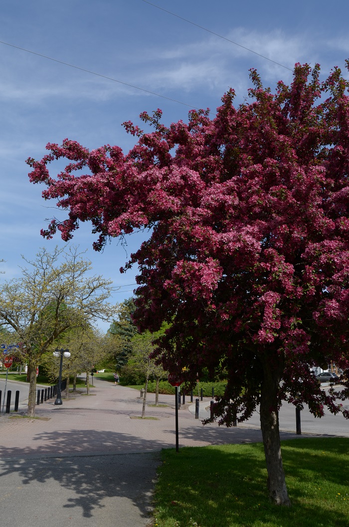 DSC_2390.JPG
