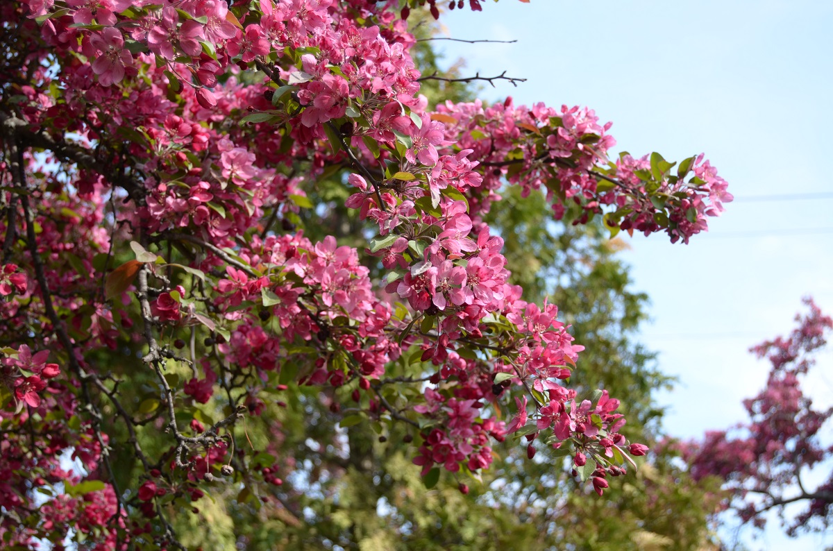 DSC_2389.JPG