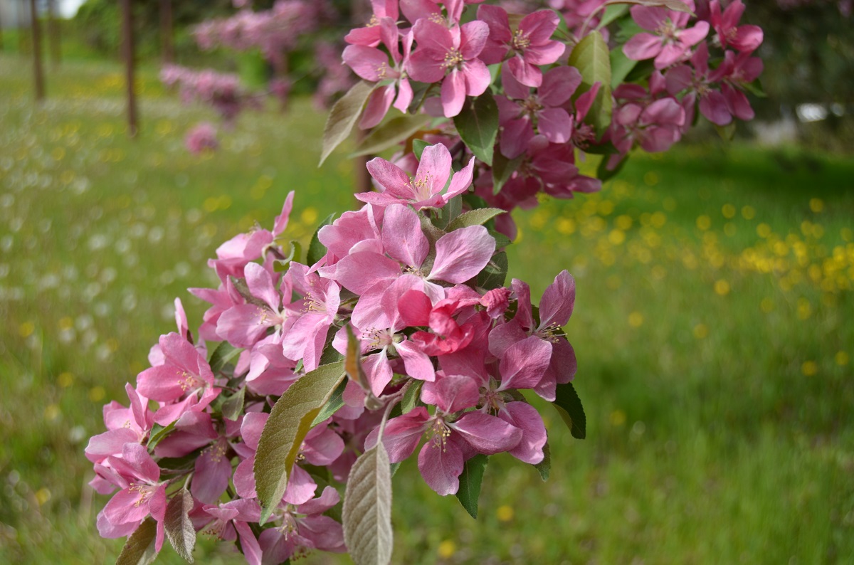 DSC_2440.JPG