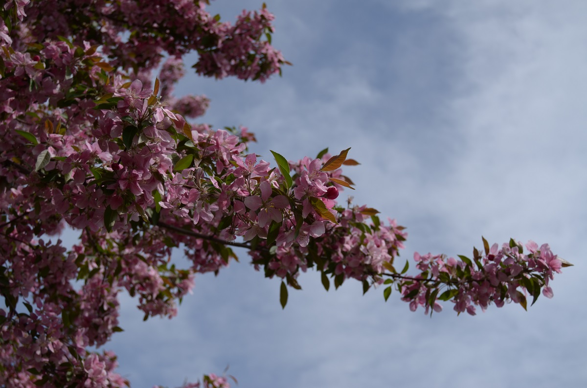 DSC_2438.JPG