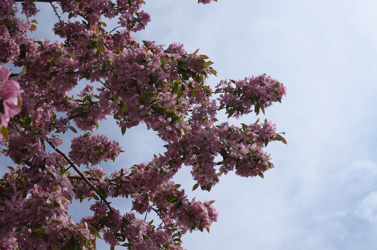 DSC_2436.JPG