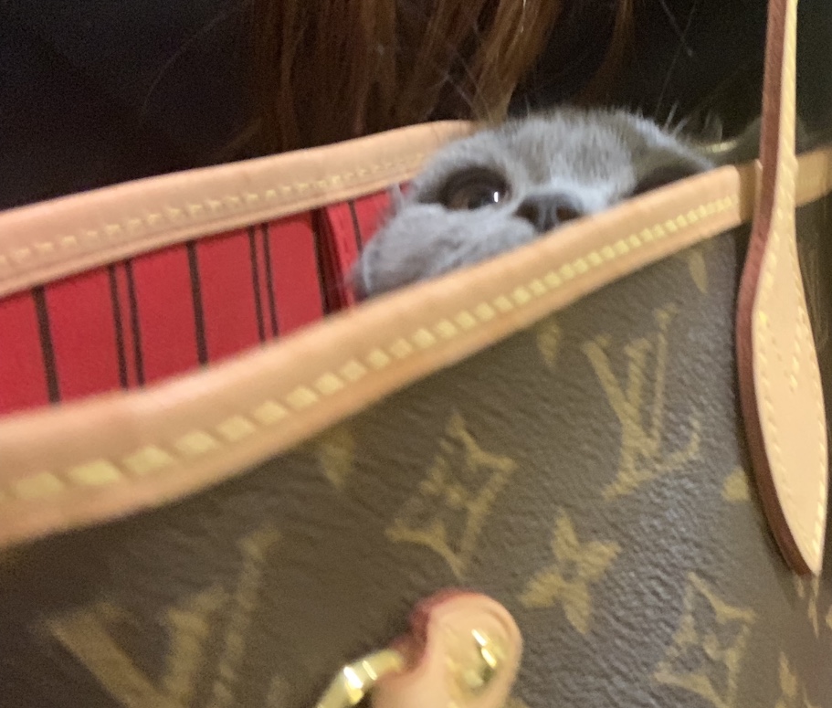 upload_2019-8-12_20-45-53.jpeg