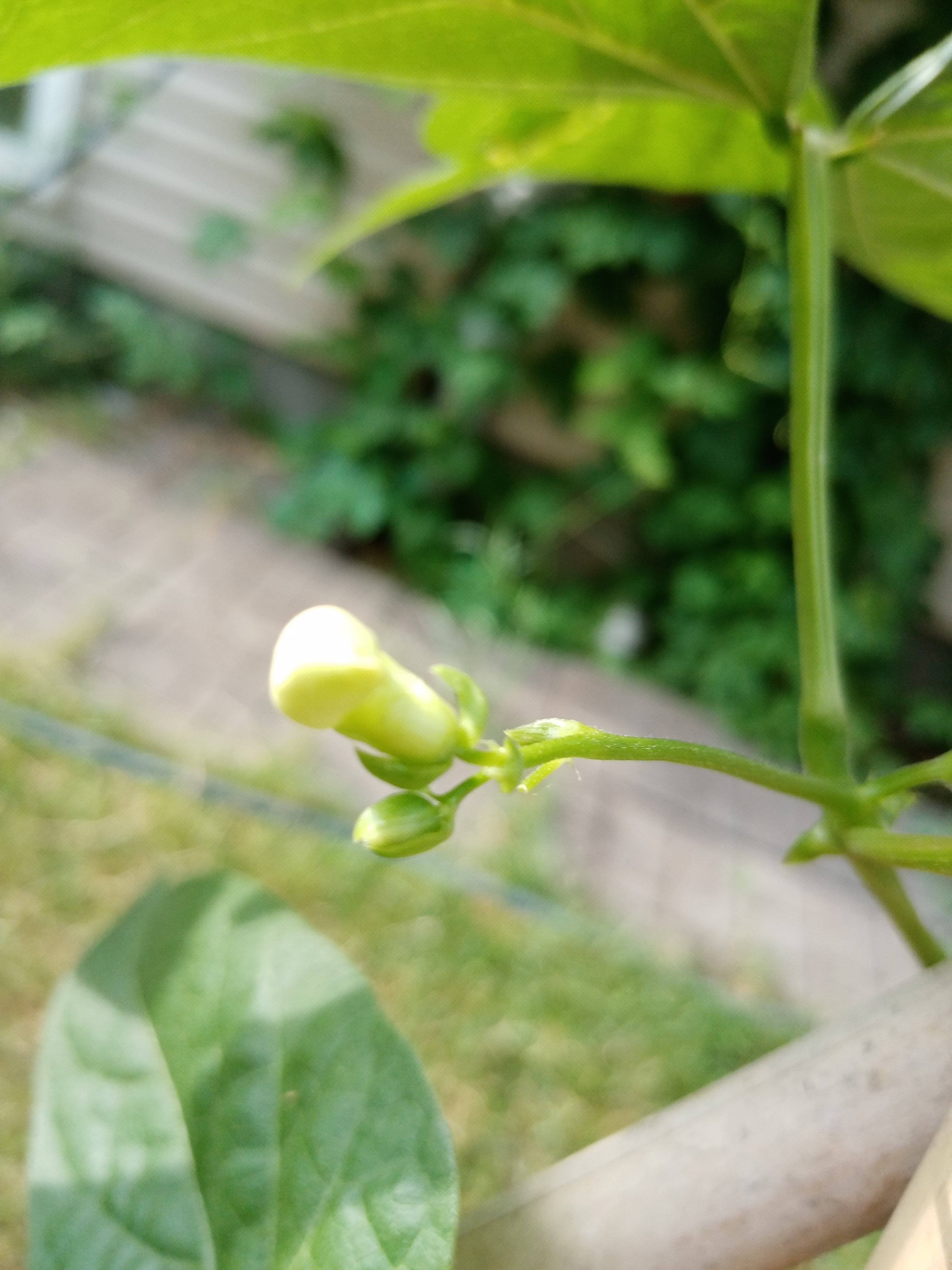 IMG_20200623_084525.jpg