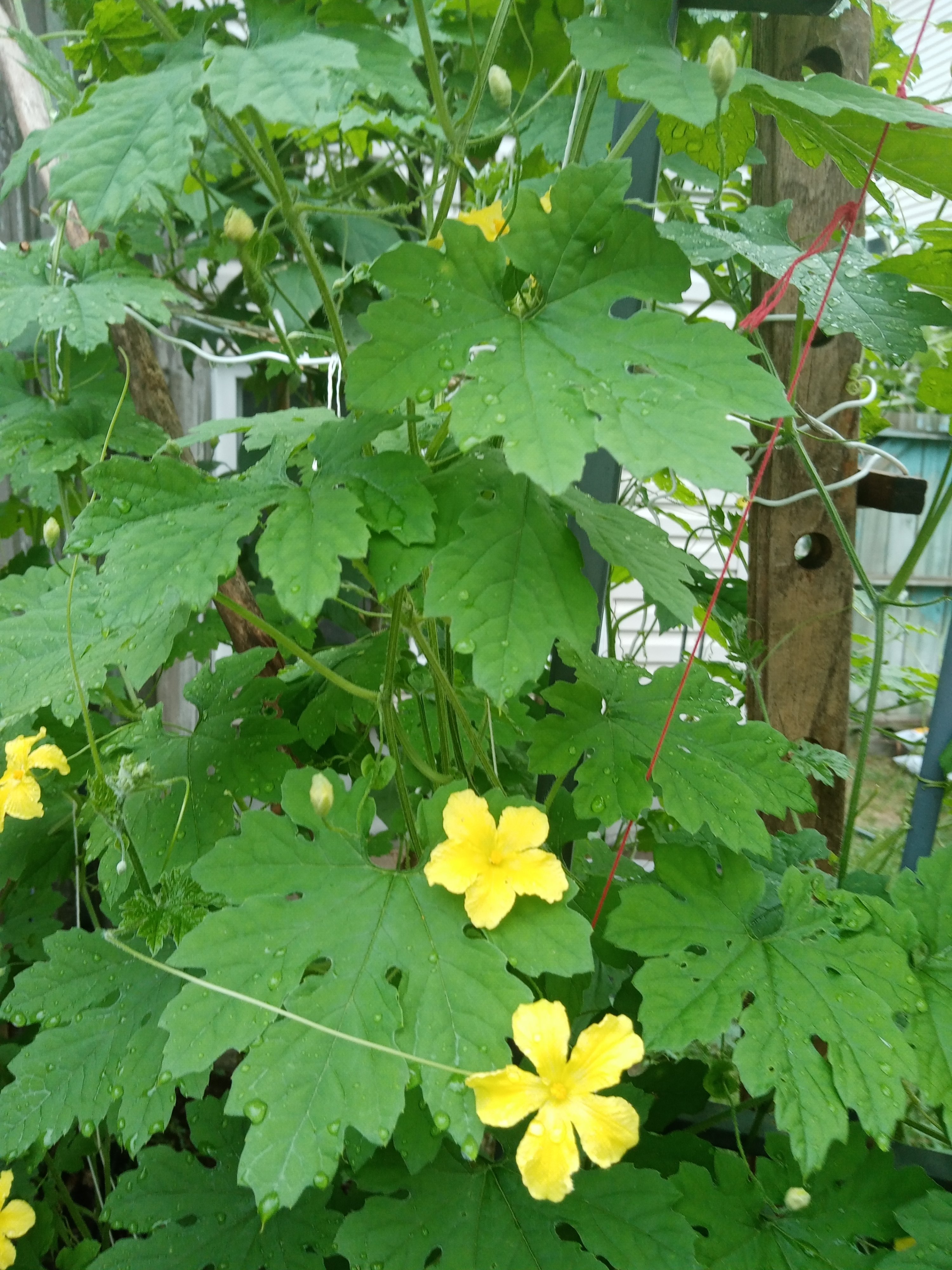 IMG_20200727_094923.jpg