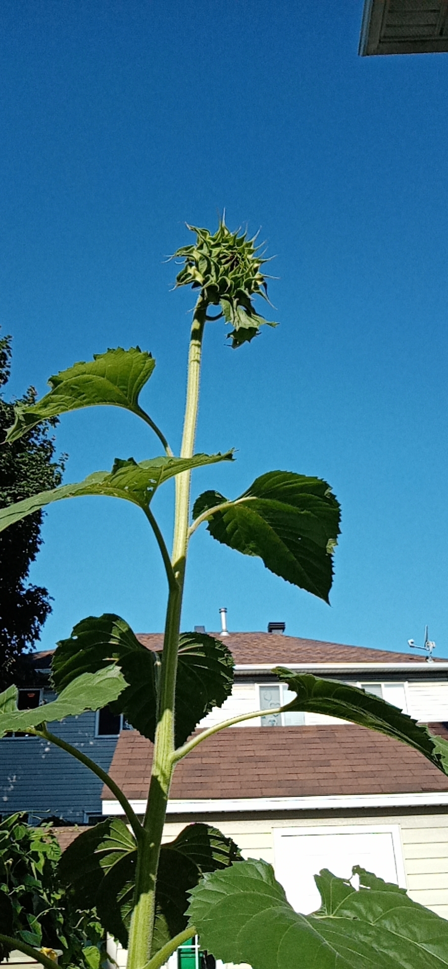 wx_camera_1597236008599.jpg