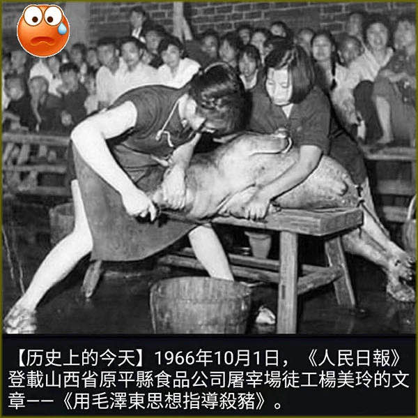 毛泽东思想指导杀猪.jpg