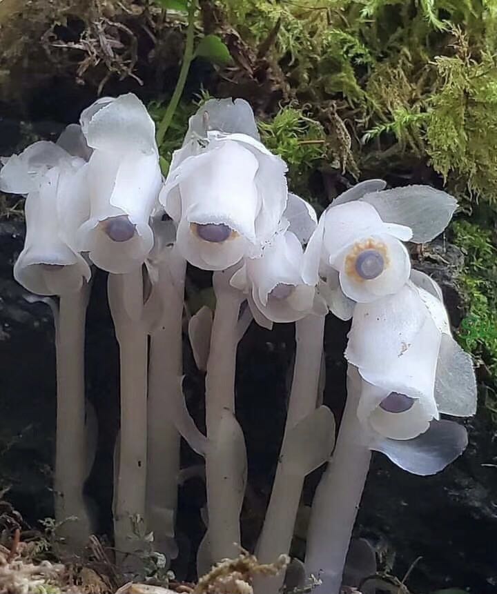 仙花.jpg
