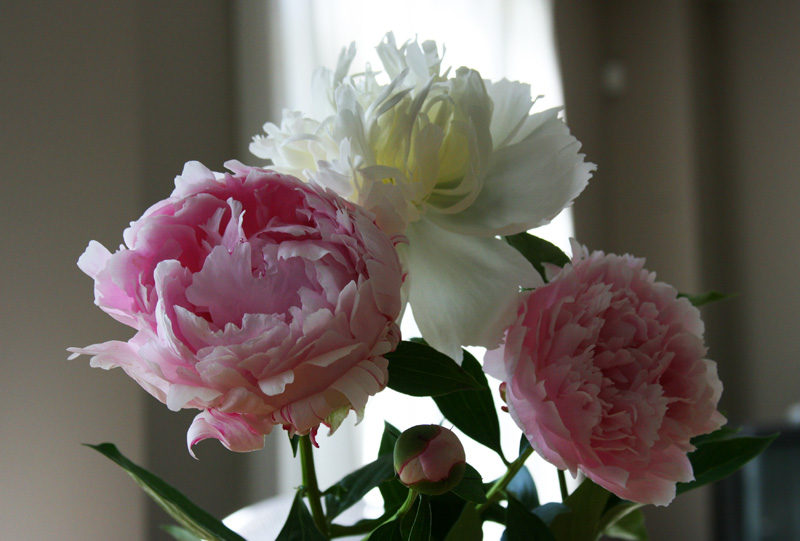 peony_800.jpg