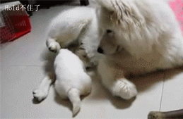 62037b5ajw1dvuweopwtlg.gif