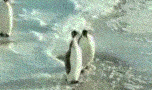 276833.gif