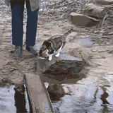 70a9843ejw1ds1q4bcgkxg.gif