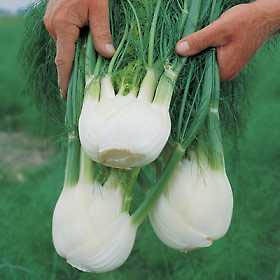 fennel.jpg