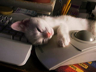 kitten.jpg