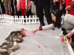 bc6f5044gy1fepk3vcwkcg206u0544qp.gif