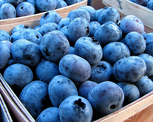 grow-your-own-blueberries.jpg