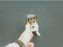 a180de74gw1e8edd93vb0g206y057dro.gif