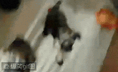 79a00895jw1e3ckby5f5zg.gif
