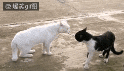 79a00895jw1dpdtkjra6tg.gif