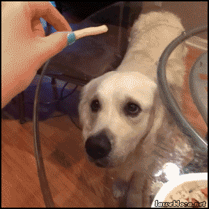6e5c06b1jw1egrzo2xi4yg208c08cu0x.gif