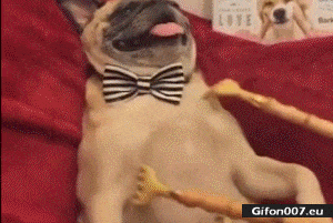 Funny-Video-Dog-Massage-Gif.gif