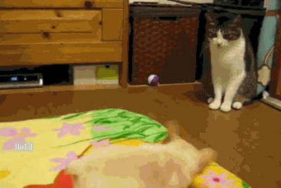 6aaeb4b8jw1doslqdccm7g.gif
