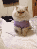 79a00895jw1e13qoagrqig.gif