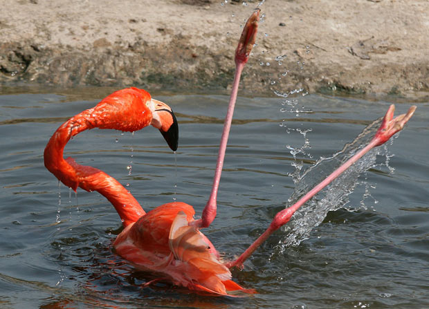 flamingo3.jpg