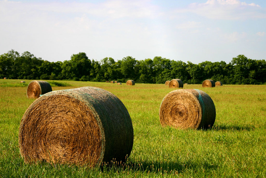 hay.jpg