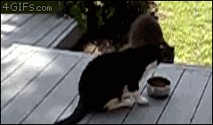 a180de74gw1e6s7ryhd00g206n03w4qn.gif