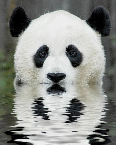 pandaswimming.jpg