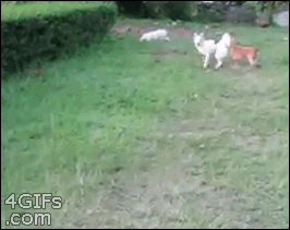 7cefdfa5jw1e5h3h6q9zvg207e05vx6p.gif