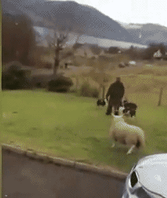 6aaeb4b8gw1eoxm47q76ig206q0804qq.gif