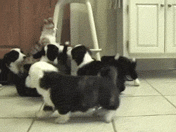62faf073jw1drw6u8dcvig.gif