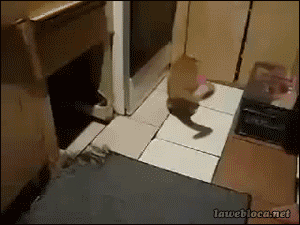 6aaeb4b8gw1eckafxloivg208c069u0x.gif