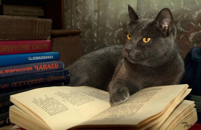 cats-reading-books-pics07.jpg