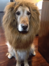 70e0a133jw1e8l675igrxg204o068x6p.gif