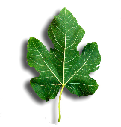 fig-leaf.jpg