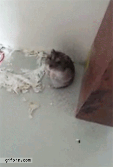 a180de74gw1e8edcpnto6g206e09e1kz.gif
