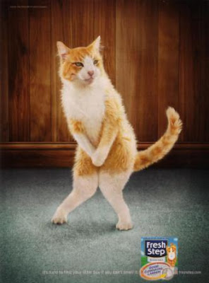 cat+Fresh+Step+5.JPG