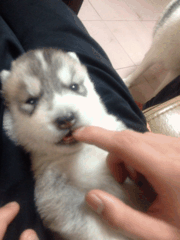 62faf073jw1dskgul7pb0g.gif